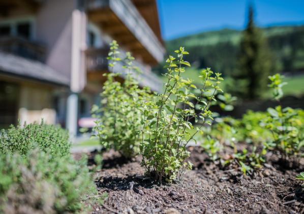 giardino delle erbe aromatiche